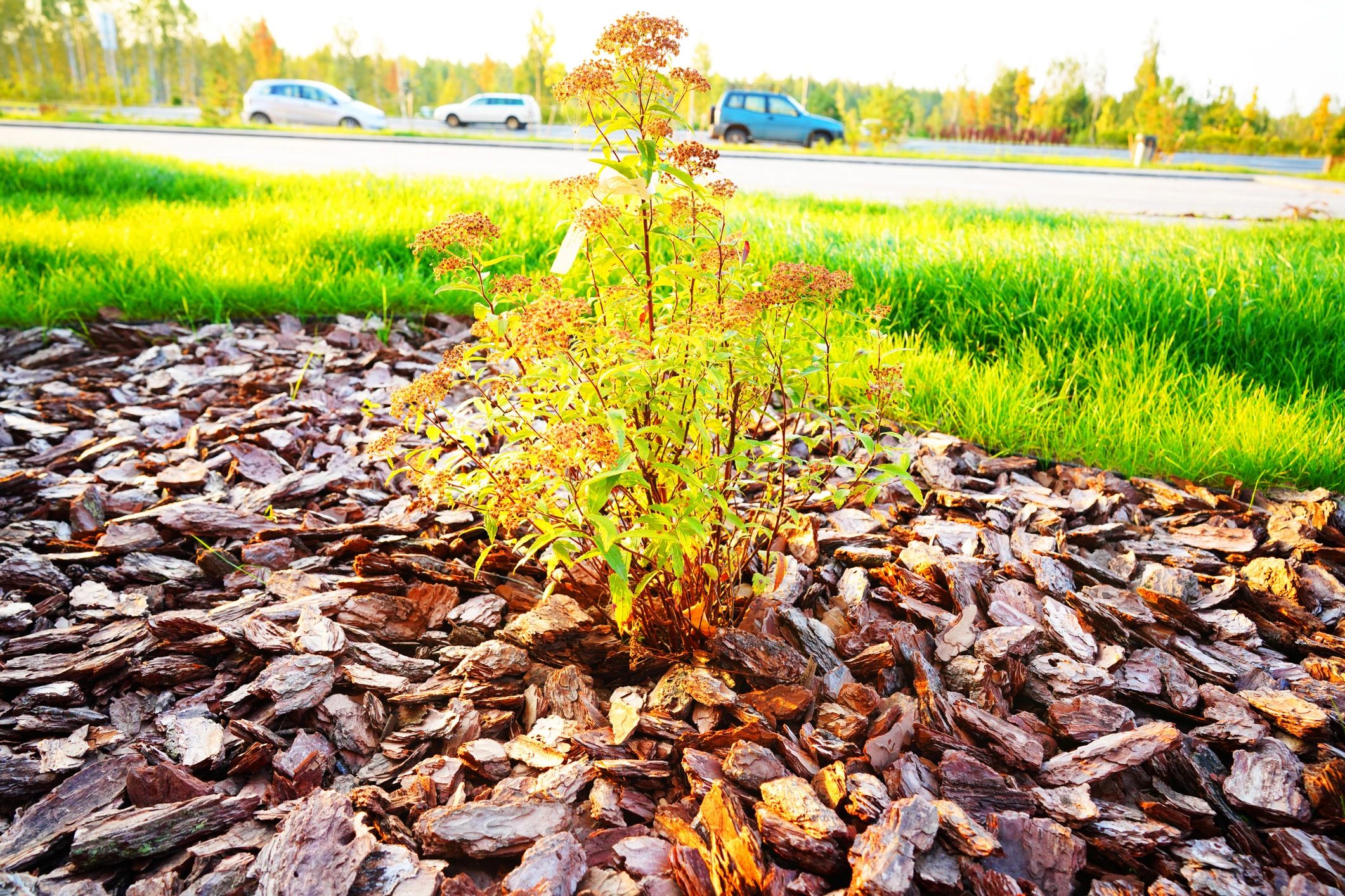 Fresh mulch applied in a landscape bed